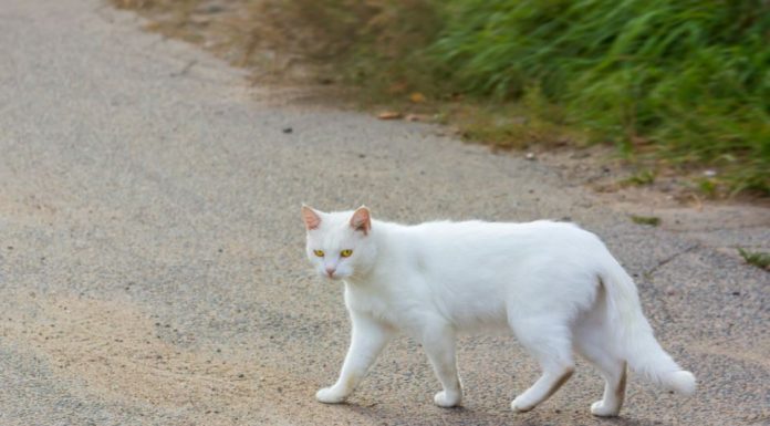 Šta znači kad vam bela mačka pređe put: Veruje se da ima skrivenu poruku