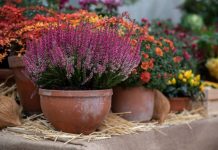 Jedini cvet koji može da preživi zimu i mraz: Ne zahteva dodatnu negu, a veruje se da donosi sreću u kući ispred koje je posađen