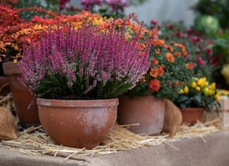 Jedini cvet koji može da preživi zimu i mraz: Ne zahteva dodatnu negu, a veruje se da donosi sreću u kući ispred koje je posađen