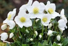 Ovaj cvet može da izdrži i mraz, maltene mu ne treba održavanje, a kad ga jednom zasadite traje decenijama