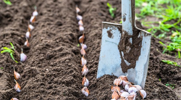 NIKAD ne sadite češnjak u jesen ako OVO niste znali! Bit će ogroman…