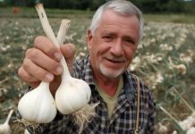 OVE greške kod sadnje uništavaju tvoj bijeli luk!