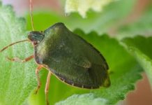 OVO su načini koji će vam pomoći da se rešite smrdibuba iz vaših domova, dvorišta i vrtova