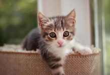 NEPOZNATA MAČKA VAM SE POJAVILA NA KUĆNOM PRAGU? INDIJSKO VJEROVANJE UPOZORAVA: “U toj kući će uskoro biti…”