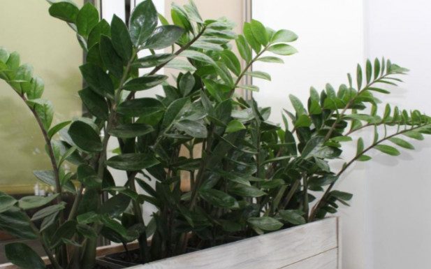 Zamija ne voli mnogo vode, a jedan napitak obožava: Počastite je, a ona će kuću napuniti srećom i parama