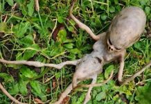 Našao sam nešto čudno u svom dvorištu — prvo sam pomislio da je to nešto vanzemaljsko… ali istina me iznenadila.