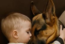 Dečak i njegov pas zaspali su, zagrljeni na sofi, a roditelji su bili dirnuti tim prizorom, sve dok sledećeg jutra, ulazeći u sobu, nisu bili zapanjeni onim što su videli.