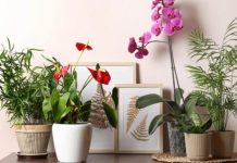 Kako da vaše cvijeće preživi zimu? Ovo je jednostavan trik o kojem vrtlari ne žele govoriti javno, a pali baš svaki put