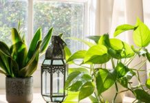 Cijeli život svoje biljke zalijevate krivo! Ovaj trik će ih spasiti