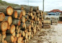 NARUČILA 5,5 METARA DRVA, PA POBJESNILA: Kad je čovjek došao da ih isječe, imali su šta da vide