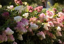 Uradite samo 1 stvar u decembru i hortenzije će vam bujati jače nego ikad na proleće