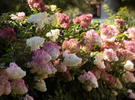 Uradite samo 1 stvar u decembru i hortenzije će vam bujati jače nego ikad na proleće
