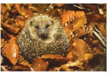 Jež u vašoj bašti nikada nije slučajnost:Njegovo prisustvo ima važno značenje, evo koje