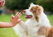 Srušen mit o sedam ljudskih godina: Evo kako izračunati koliko godina ima vaš pas