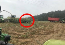 Snimajući žetvu, snimio je nešto što niko nije očekivao! Nećete vjerovati šta je izašlo iz kukuruza.