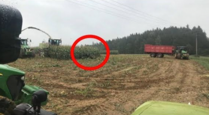 Snimajući žetvu, snimio je nešto što niko nije očekivao! Nećete vjerovati šta je izašlo iz kukuruza.