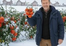 NIKAD ne čekaj proljeće! Posadi rajčicu u smrznuto tlo!