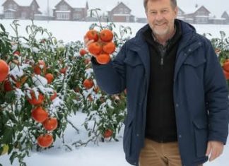 NIKAD ne čekaj proljeće! Posadi rajčicu u smrznuto tlo!