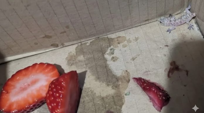 “Žena doživela užas u marketu: Šokantno otkriće koje je ostavilo sve bez reči!”