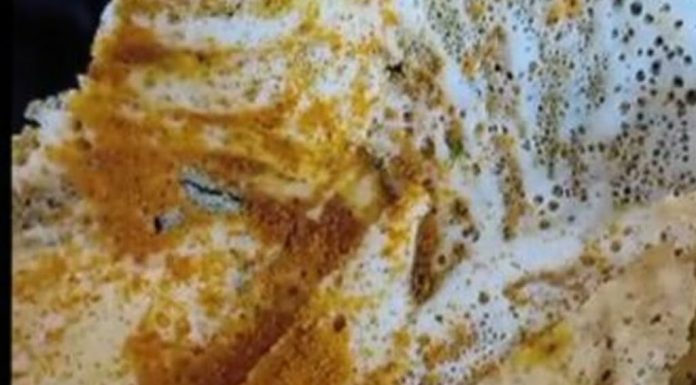 ZAGRIZLA JE HRANU, A ONDA JE IZLETELO NEŠTO ODVRATNO IZ NJE: Bilo ih je čak OSAM, RAZLETELI se po tanjiru