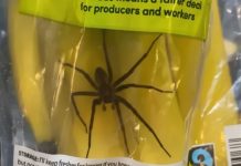 U bananama pronašao otrovnog pauka: Nije to ni najšokantnije otkriće