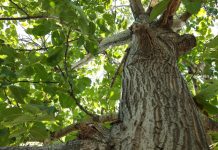Ovo drvo nikako ne treba saditi blizi kuće: Verovanje kaže da donosi bedu i lošu sreću u dom