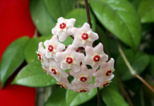 Svaka srpska kuća treba da ima ovu biljku: Privlači mir i blagostanje