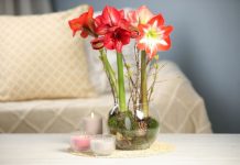 Kako da vam amarilis cveta i tokom zime? 5 koraka do raskošnih cvetova koji će tokom celog januara krastiti vaš dom