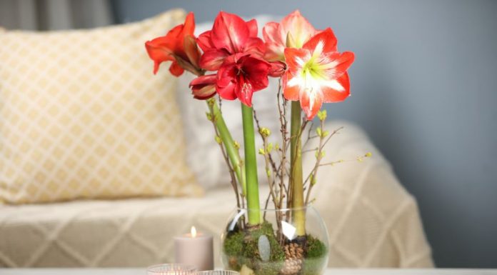 Kako da vam amarilis cveta i tokom zime? 5 koraka do raskošnih cvetova koji će tokom celog januara krastiti vaš dom