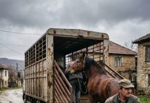 Sin prodao očevog konja mesaru, a onda se desilo ovo
