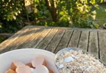 Zašto bacamo nešto što nam može riješiti svakodnevne kućne probleme? Skrivena vrijednost ljuski od jaja