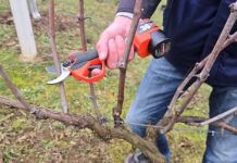 KAKO orezivati vinovu lozu i kako uzgojiti nove biljke iz reznica..