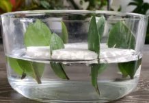 Kako da razmnožite zamiju iz 8 listova? Biljka koja privlači novac pušta koren u vodi i buja iz saksije