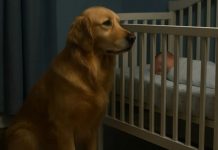 MLADI RODITELJI SU PRIMETILI DA NJIHOV PAS SVAKU NOĆ SEDI POKRAJ KREVETIĆA BEBE I NE MIČE SE — ZATO SU ODLUČILI DA POSTAVE KAMERU.