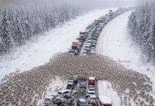 Vozači su bili svedoci božićnog čuda: hiljade irvasa istrčalo je na put.