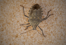 Imate smrdibube u kući? Ne dirajte ih – razlog će vas potpuno iznenaditi!