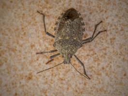 Imate smrdibube u kući? Ne dirajte ih – razlog će vas potpuno iznenaditi!