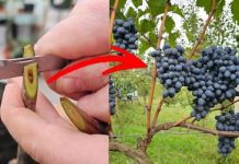 Kako i kada cijepiti vinovu lozu? To možete učiniti i sami!