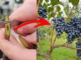 Kako i kada cijepiti vinovu lozu? To možete učiniti i sami!