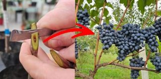 Kako i kada cijepiti vinovu lozu? To možete učiniti i sami!