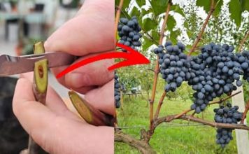 Kako i kada cijepiti vinovu lozu? To možete učiniti i sami!