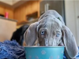 Pas IZBEZUMLJENO JEDE a vlasnik se bori sa maskiranim lopovima: Zbog ovog snimka ceo svet se valja od smeha