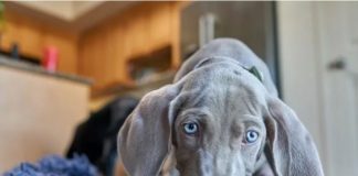 Pas IZBEZUMLJENO JEDE a vlasnik se bori sa maskiranim lopovima: Zbog ovog snimka ceo svet se valja od smeha