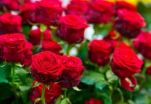 Obavezno ovaj prah pospite po ružama u februaru: Svi ga imamo u kući i bacamo ga, a niko ne zna da zbog njega cveće buja tokom prolaće i leta