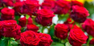 Obavezno ovaj prah pospite po ružama u februaru: Svi ga imamo u kući i bacamo ga, a niko ne zna da zbog njega cveće buja tokom prolaće i leta