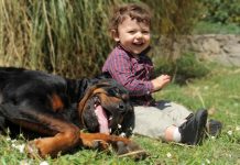 Veterinar objasnio da 5 rasa pasa nipošto ne treba držati blizu dece: Njima ne treba verovati