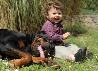 Veterinar objasnio da 5 rasa pasa nipošto ne treba držati blizu dece: Njima ne treba verovati