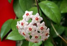 Kako naterati Isusov venac da cveta i širi miris po kući kao osveživač? 7 pravila za gajenje hoje ili voštanog cveta