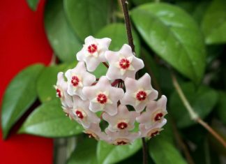 Kako naterati Isusov venac da cveta i širi miris po kući kao osveživač? 7 pravila za gajenje hoje ili voštanog cveta