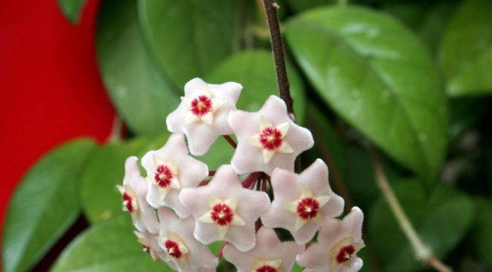 Kako naterati Isusov venac da cveta i širi miris po kući kao osveživač? 7 pravila za gajenje hoje ili voštanog cveta